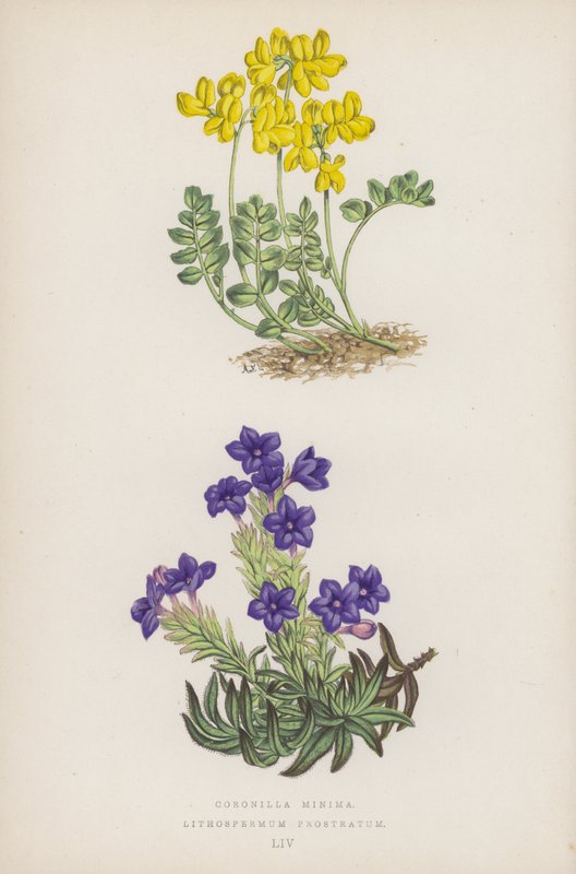 Malé korunky; Lithospermum Prostratum (barevné lito) od English School