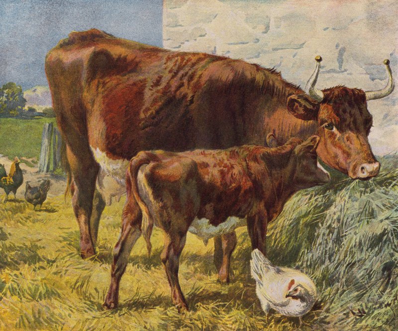 Kráva, tele a kuřata (barva litho) od English School