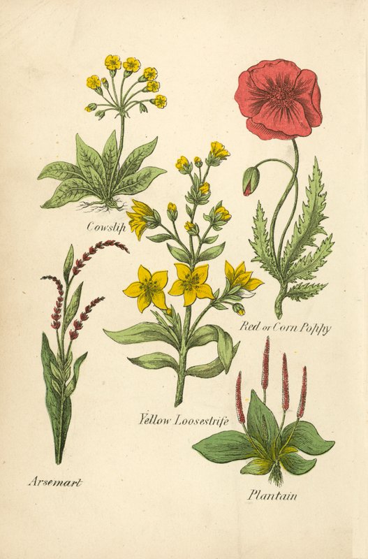 Kravinec, červený nebo kukuřičný mák, žlutá pěchava, arsemart, ploštičník (barevná litografie) od English School