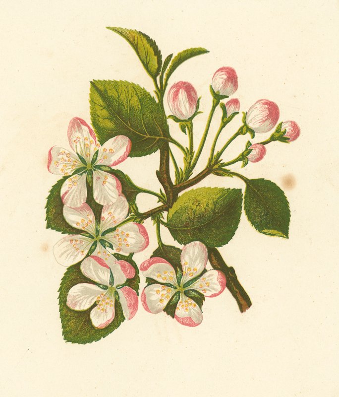 Krabí jablko, Pyrus Malus (barevná litografie) od English School