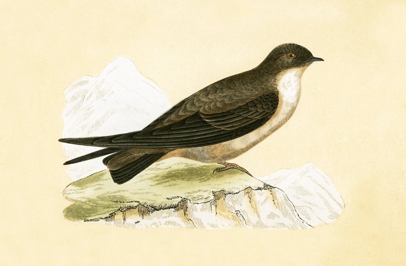 Vlaštovka obecná, ilustrace z knihy "A History of the Birds of Europe Not Observed in the British Isles" od Charlese Roberta Bree (1811-86), vydáno 1867. od English School