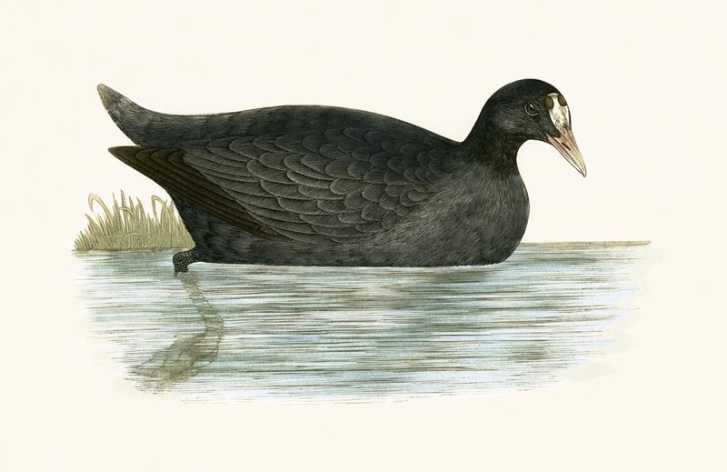 Lyska chocholatá, ilustrace z knihy „Historie ptáků Evropy nepozorovaných na Britských ostrovech“ od Charlese Roberta Bree (1811-86), vydáno 1867 od English School