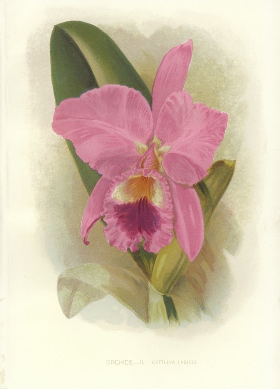 Crimson Cattleya od English School