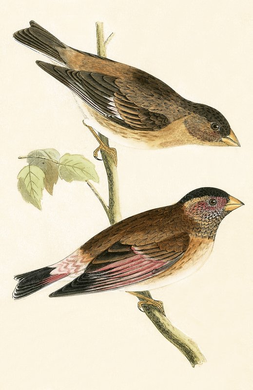 Crimson Winged Grosbeak, ilustrace z „Historie ptáků Evropy nepozorovaných na Britských ostrovech“ od Charlese Roberta Bree (1811-86), vydáno 1867 od English School