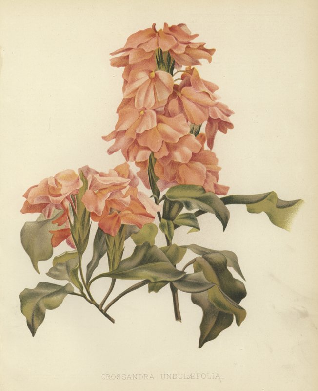 Crossandra undulaefolia od English School