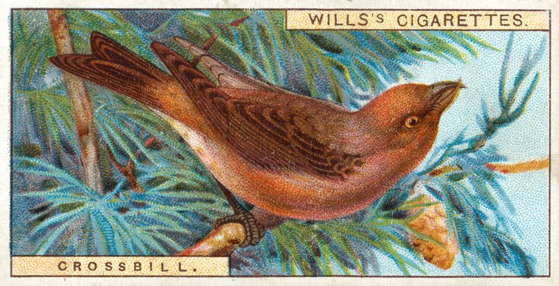 Crossbill od English School