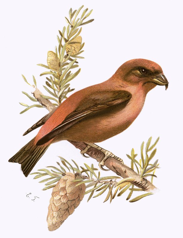 Crossbill od English School