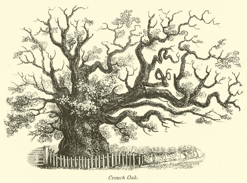 Crouch Oak od English School