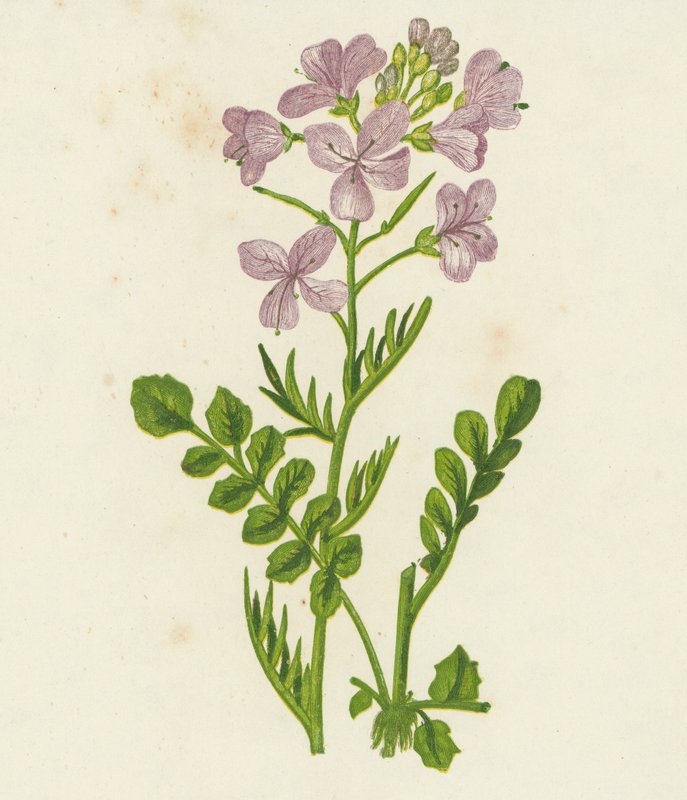 Květina kukačky, Cardamine Pratensis (barevná litografie) od English School