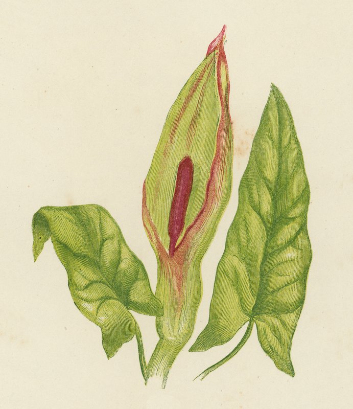 Kukuřičný půllitr, Arum Maculatum (barevná litografie) od English School