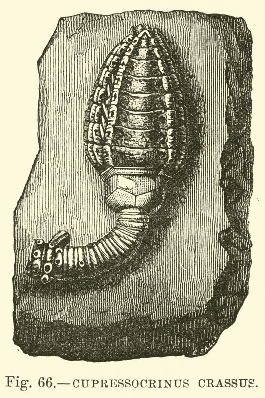 Cypressocrinus od English School