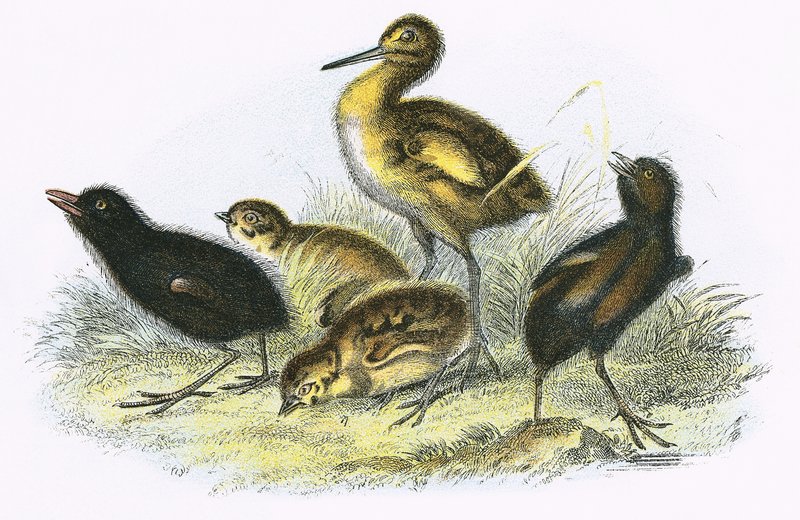 Curlew, Land Rail, Partridge a Moor Hen (ve směru hodinových ručiček) od English School