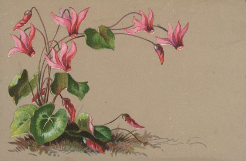 Cyclamen od English School