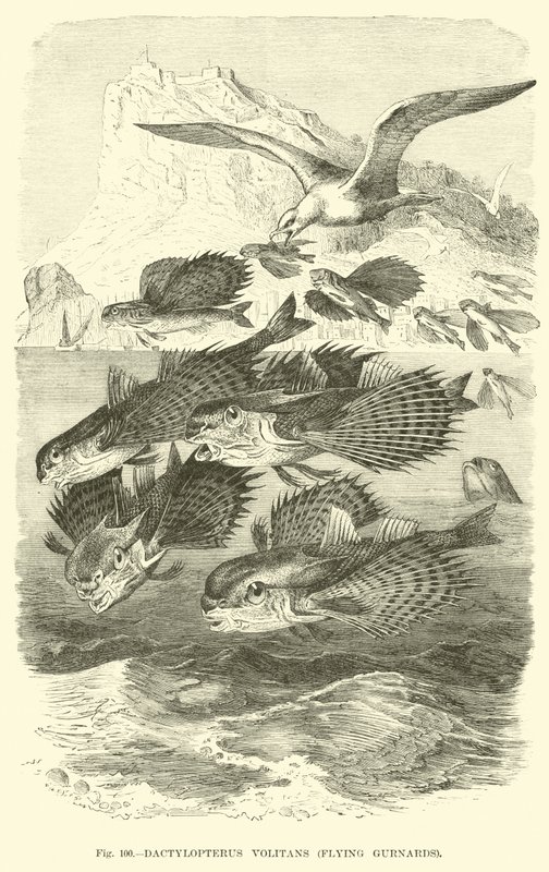 Dactylopterus Volitans, létající strážci od English School