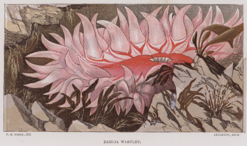 Dahlia Wartlet (barevná litografie) od English School