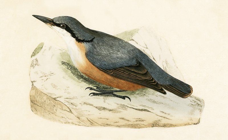 Brhlík dalmatský, ilustrace z „Historie ptáků Evropy nepozorovaných na Britských ostrovech“ od Charlese Roberta Bree (1811-86), vydáno 1867 od English School