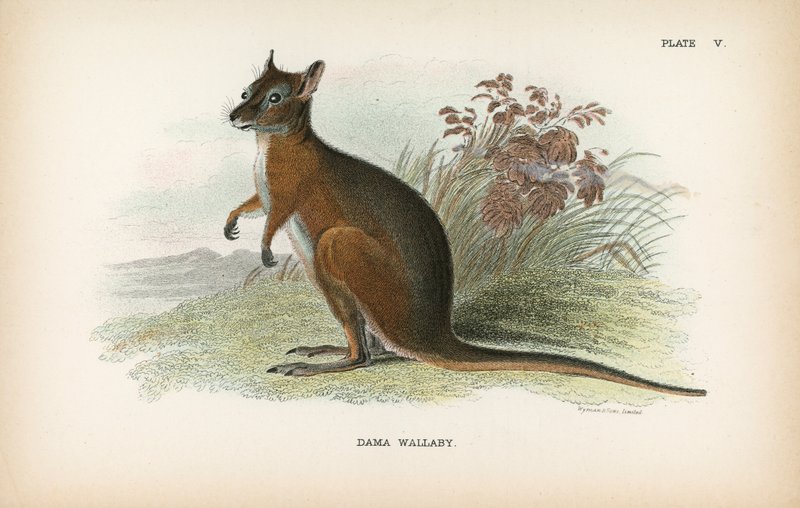Dama Wallaby od English School
