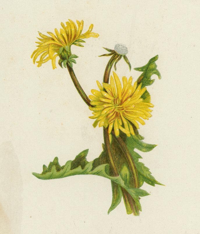 Pampeliška, Leontodon Taraxacum (barva lito) od English School