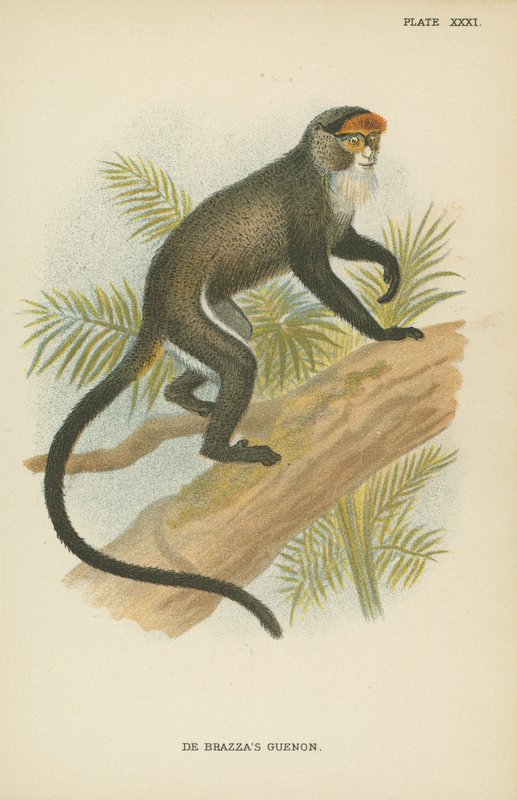De Brazzas Guenon od English School