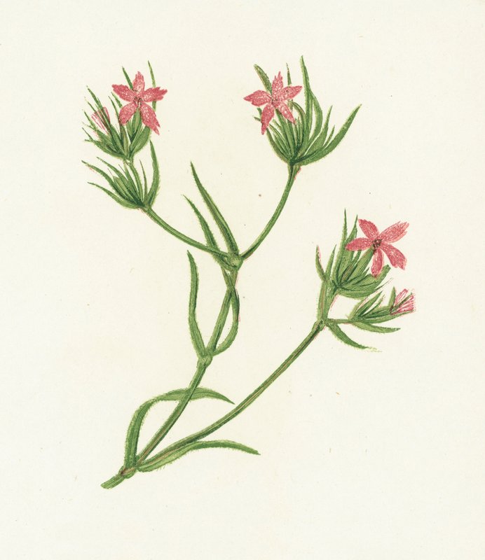 Deptford Pink, Dianthus Armeria od English School