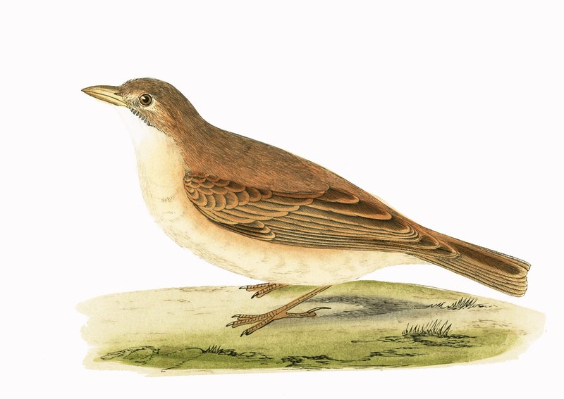 Desert Lark, ilustrace z „Historie ptáků Evropy nepozorovaných na Britských ostrovech“ od Charlese Roberta Bree (1811-86), vydáno 1867 od English School