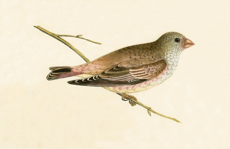 Desert Trumpeter Bullfinch, ilustrace z „Historie ptáků Evropy, která nebyla pozorována na Britských ostrovech“ od Charlese Roberta Bree (1811-86), vydáno 1867 od English School