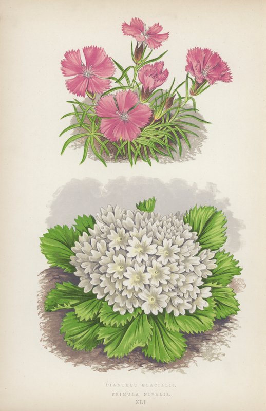 Dianthus Glacialis; Primula Nivalis (barevná litografie) od English School