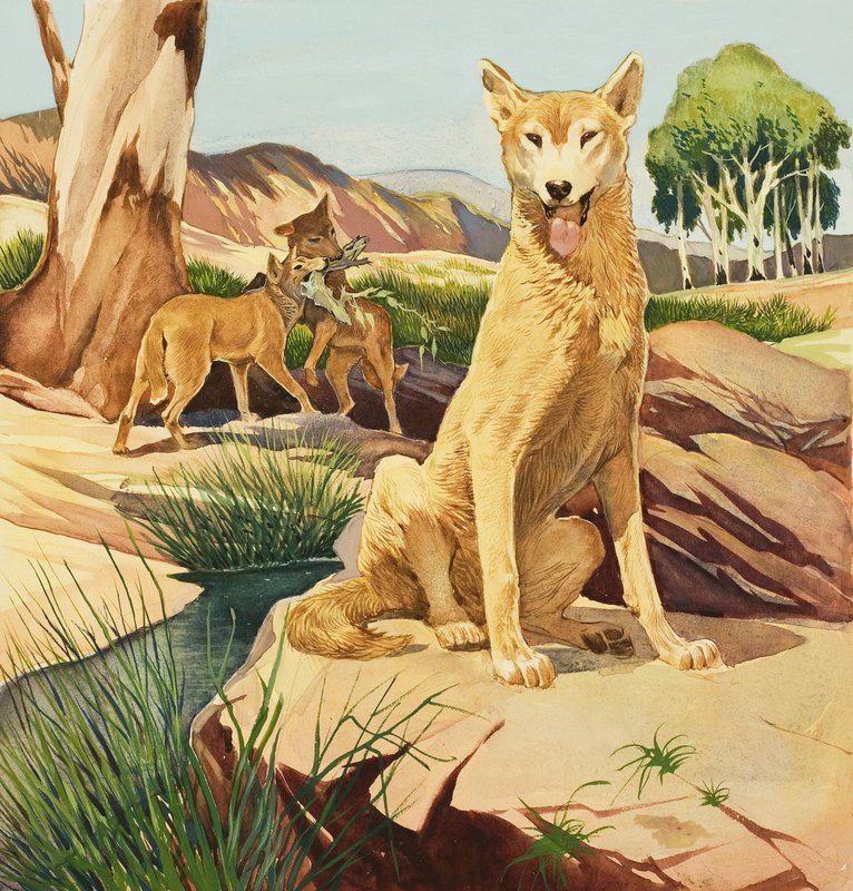 Dingo od English School