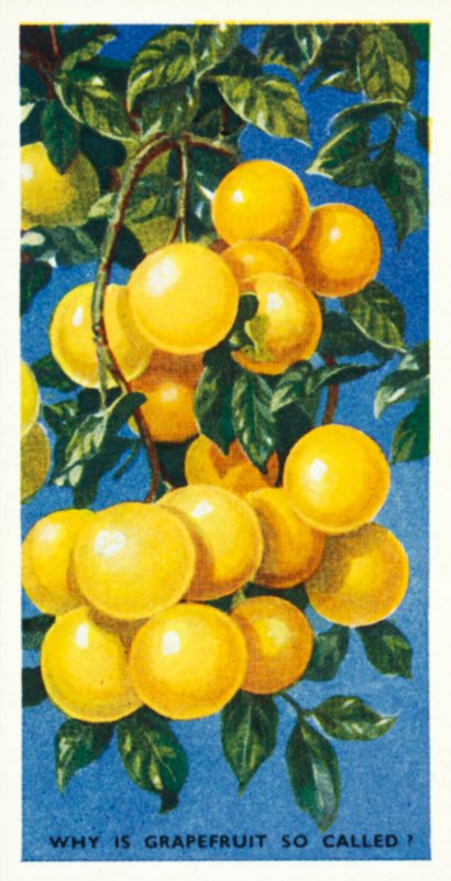 Víte, že: (barevná litografie): Proč se grapefruit tak jmenuje od English School
