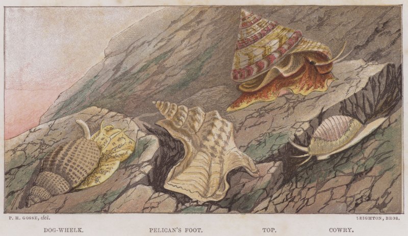 Surmovka, Pelikánova noha, Top, Cowry (barva lito) od English School