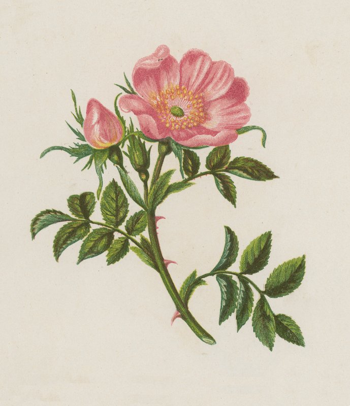 Dog Rose, Rosa Canina (barva lito) od English School