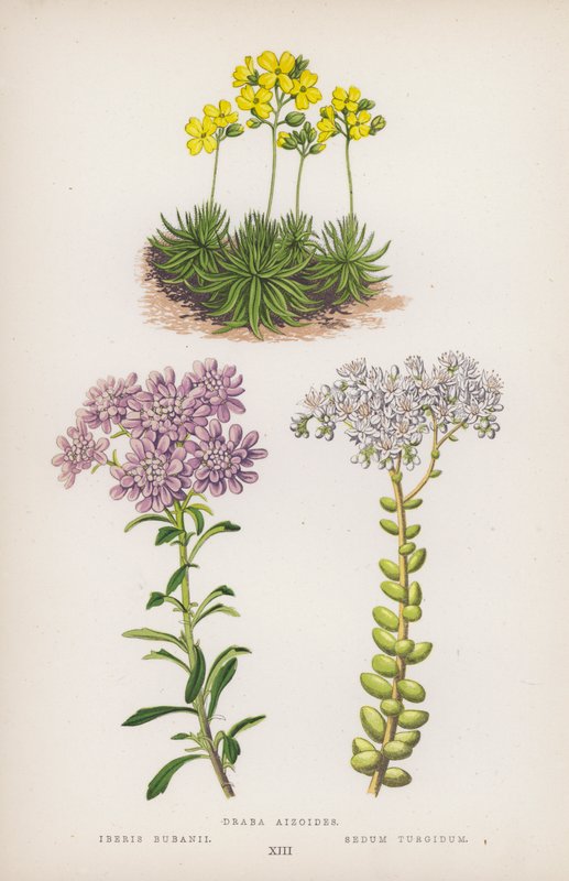 Draba aizoides; Iberis bubanii; Sedum turgidum (barevná litografie) od English School