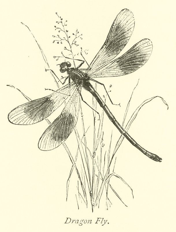 Dragon Fly od English School