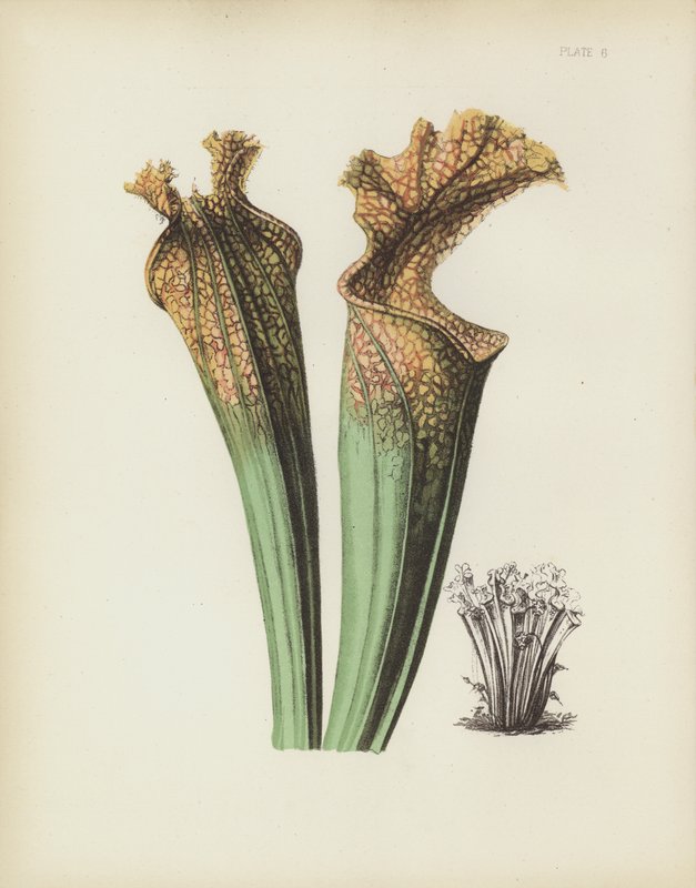 Drummonds Side-Saddle Flower, Sarracenia Drummondii od English School