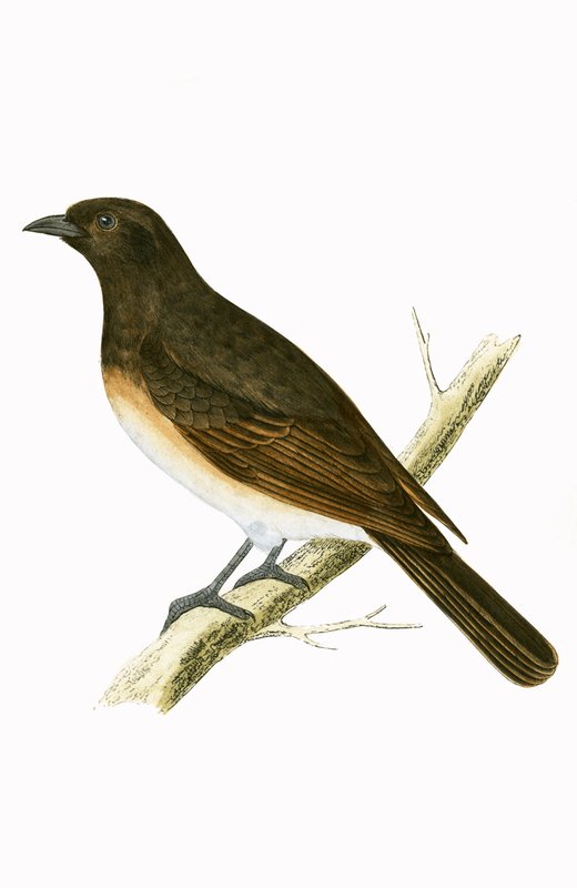 Dusky Ixos, ilustrace z „Historie ptáků Evropy nepozorovaných na Britských ostrovech“ od Charlese Roberta Bree (1811-86), vydáno 1867 od English School