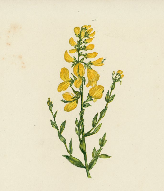 Barvířská zelenka, Genista Tinctoria (barevná litografie) od English School