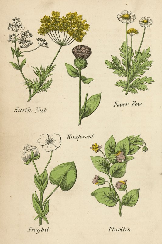 Earth Nut, Fever Few, Knapweed, Frogbit, Fluellin (barevná litografie) od English School