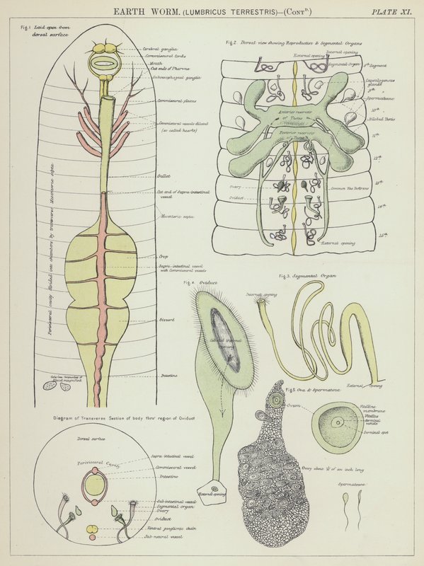 Žížala, Lumbricus Terrestris (barevná litografie) od English School