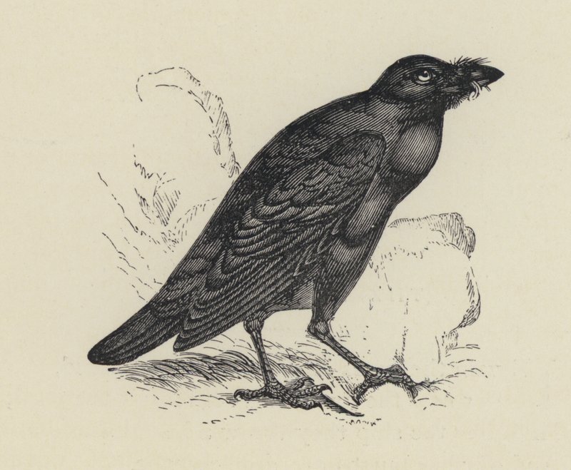 Edgar Allen Poe, The Raven (rytina) od English School