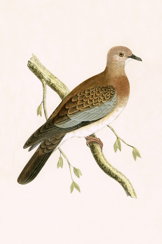 Egyptská želva, ilustrace z „Historie ptáků Evropy nepozorovaných na Britských ostrovech“ od Charlese Roberta Bree (1811-86), vydáno 1867 od English School