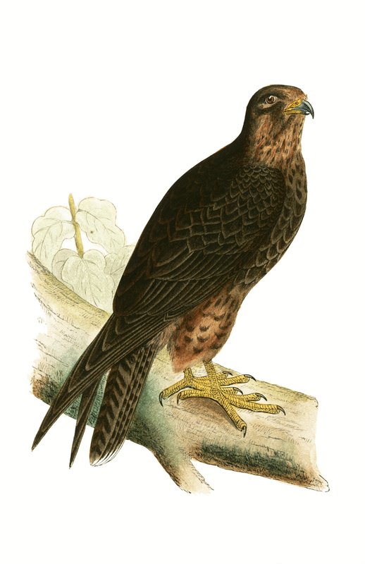 Eleonora Falcon, ilustrace z „Historie ptáků Evropy, která nebyla pozorována na Britských ostrovech“ od Charlese Roberta Bree (1811-86), vydáno 1867 od English School