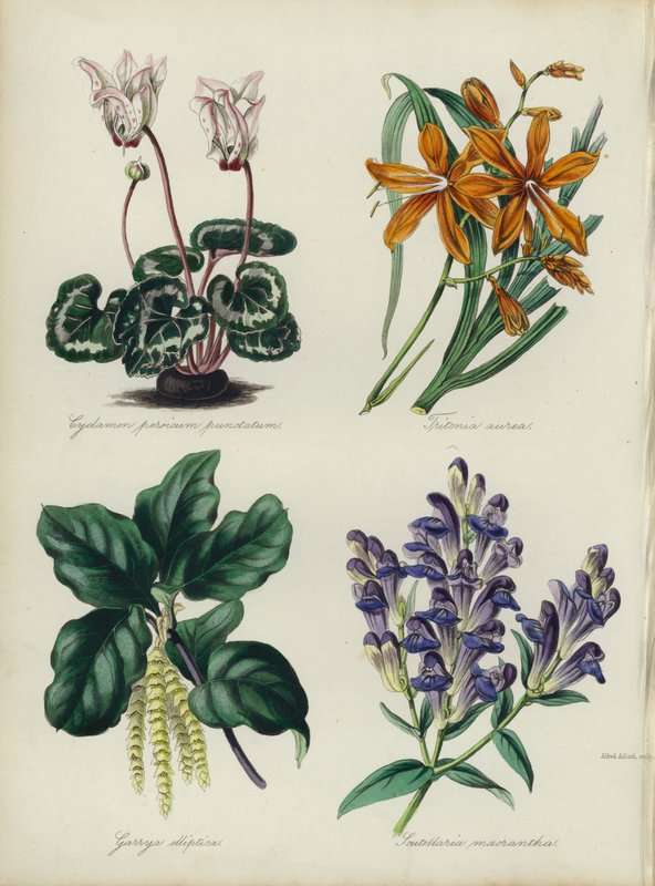 Anglická květinová zahrada: (barevná litografie): Cyclamen persicum punctatum, Tritonia aurea, Garrya elliptica, Scutellaria macrantha (barevná litografie) od English School