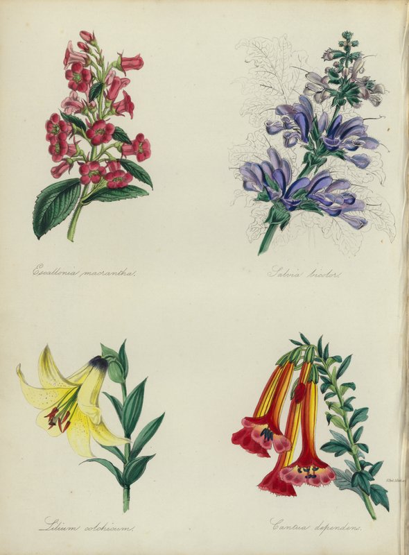 Anglická květinová zahrada: (barevná litografie): Escallonia macrantha, Salvia bicolar, Lilium colchicum, Cantua dependens (barevná litografie) od English School