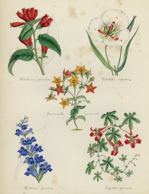 Anglická květinová zahrada: Habrothamnus fasciculatus, Calochortus venustus, Grammanthes gentianoides, Pentstemon speciosum, Tropaeolum speciosum od English School