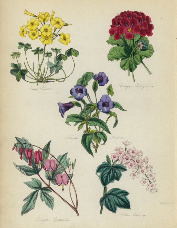 Anglická květinová zahrada: Oxalis Cernut, Unique Pelargonium, Torenia Asiatica, Dielytra Spectabilis, Ribes Albidum od English School