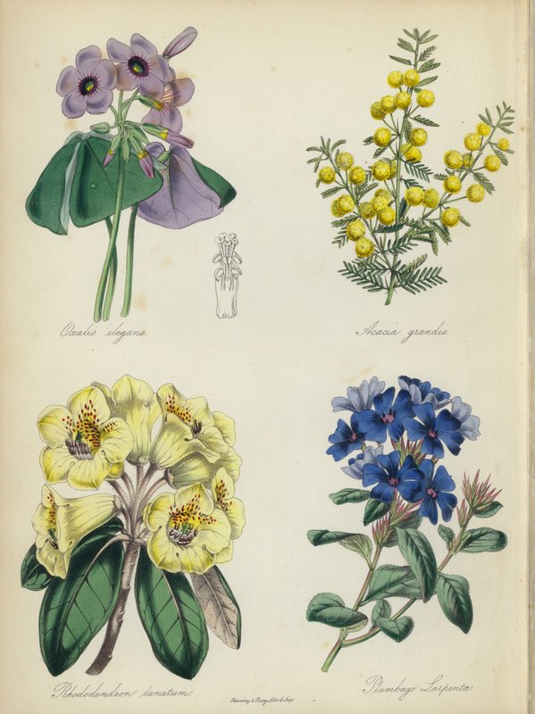 Anglická květinová zahrada: (barevná litografie): Oxalis elegans, Acacia grandis, Rhododendron lanatum, Plumbago Larpentae (barevná litografie) od English School