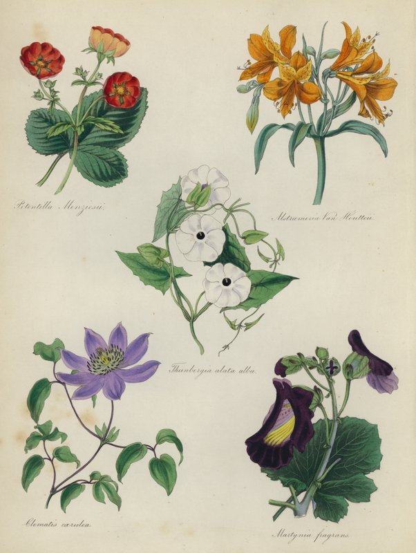 Anglická květinová zahrada: Potentilla Menziesii, Alstraemeria Van Houtteii, Thunbergia alata alba, Clematis caerulea, Martynia fragrans od English School