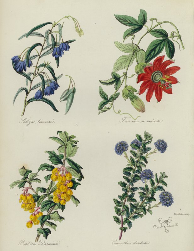 Anglická květinová zahrada: (barevná litografie): Sollya linearis, Tacsonia manicata, Berberis Darwinii, Ceanothus dentatus (barevná litografie) od English School