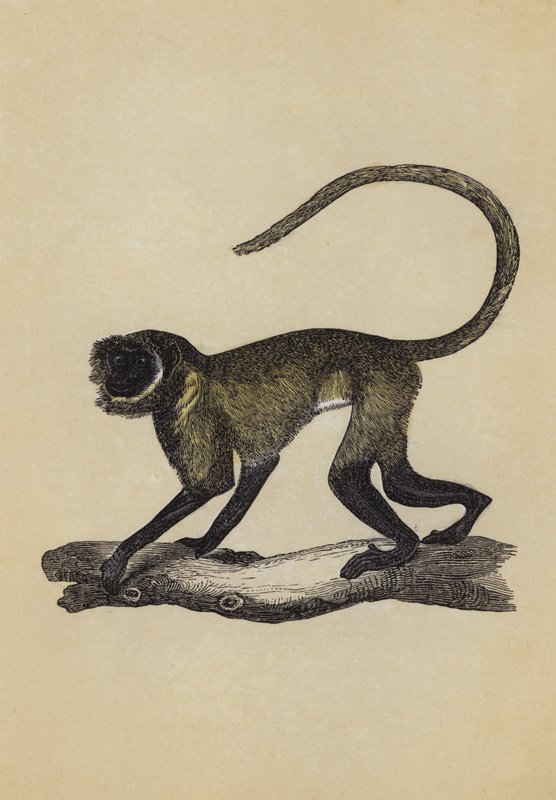 Entellus Monkey (barevná litografie) od English School