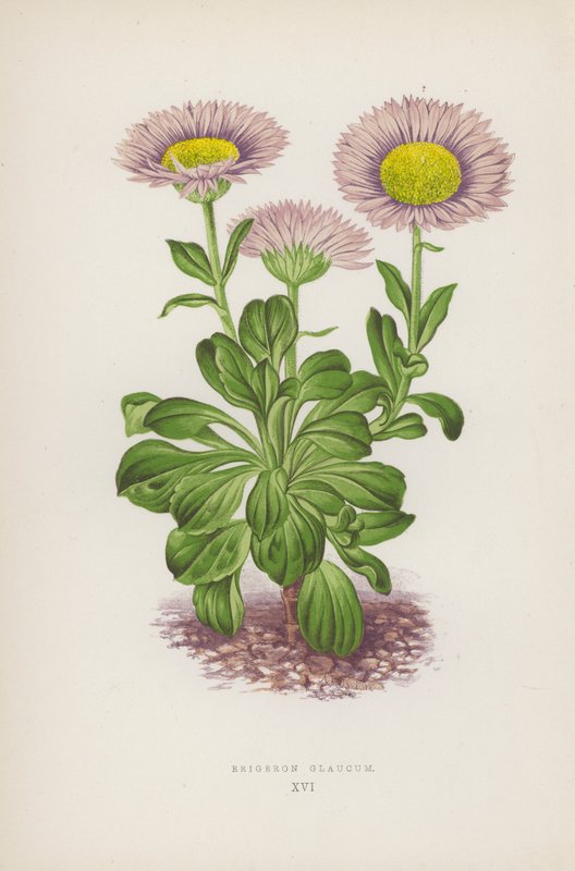 Erigeron Glaucum (barevná litografie) od English School